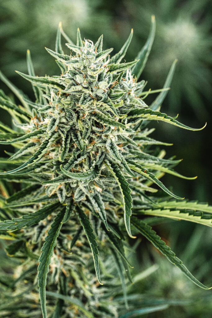 Banjo Star cannabis image