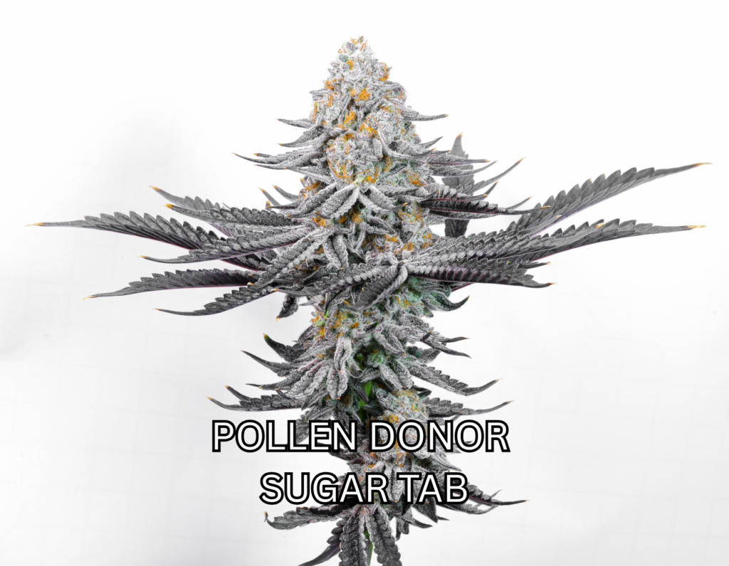 Pollen Donor cannabis image