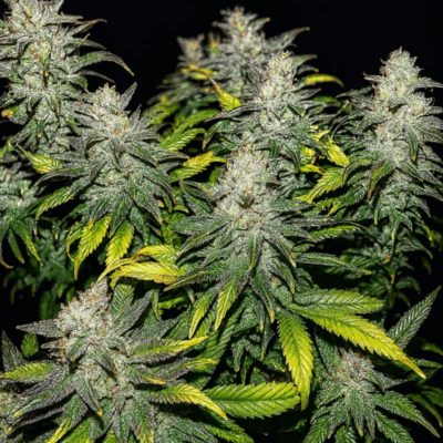 ROMULAN DOLLAR PER SEED BUNDLE A | JUST A HANDFUL OF SEEDS | PHOTOPERIOD REGULAR CANNABIS SEEDS