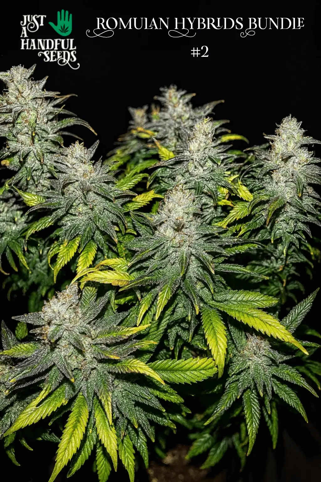 ROMULAN DOLLAR PER SEED BUNDLE A | JUST A HANDFUL OF SEEDS | PHOTOPERIOD REGULAR CANNABIS SEEDS