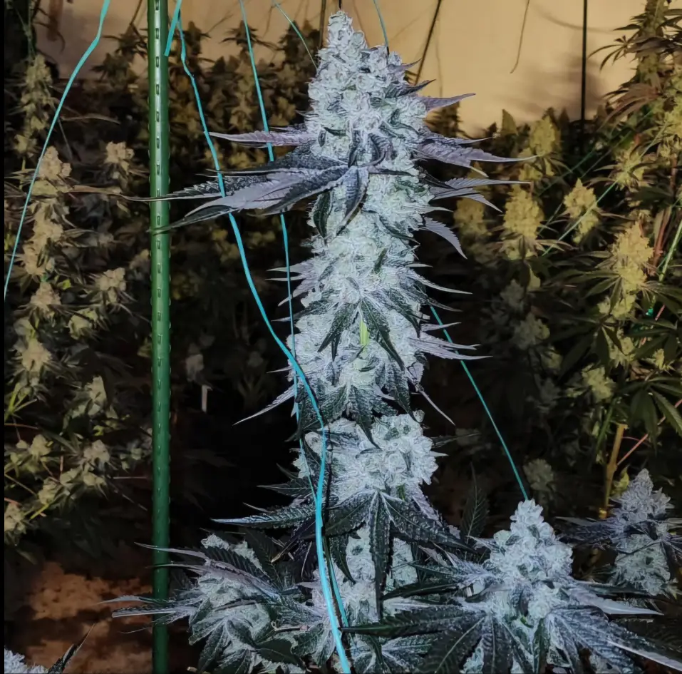 Image of cannabis seeds