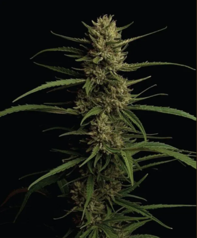 CARRIBEAN QUEEN "PURE SATIVA" | HUMBOLDT SEED CO | PHOTOPERIOD CANNABIS SEEDS FEMALE
