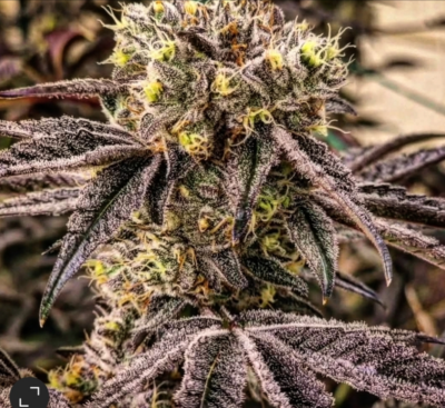 M.C. NUGGETS R1 | ETHOS GENETICS | PHOTOPERIOD CANNABIS SEEDS FEMALE