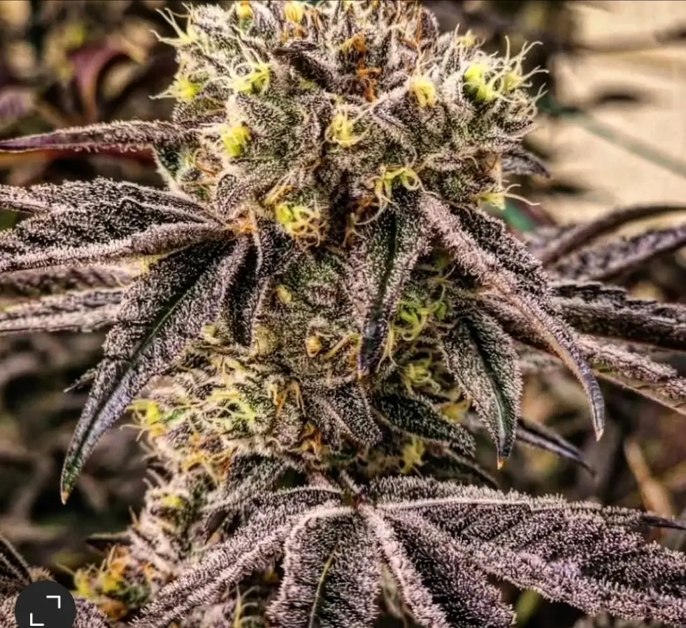 Image of cannabis seeds