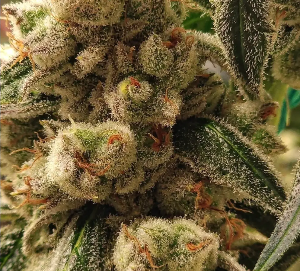 Pluto Cookies cannabis