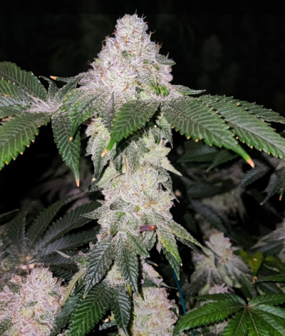 WRANK S1 | ETHOS GENETICS | PHOTOPERIOD CANNABIS SEEDS FEMALE