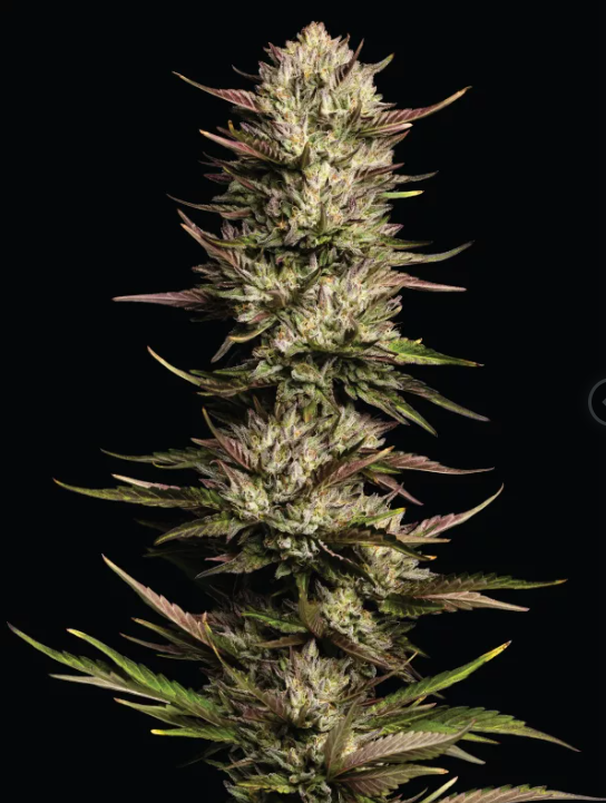 California Octane Triploid -HSC