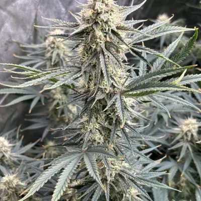 Multiverse Genetics - Crimson Sun 10 pack - Auto Fem BONUS BEAN