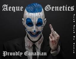 FORGOTTEN PEANUT BUTTER | AEQUE GENETICS | AUTOFLOWER CANNABIS SEEDS REGULAR