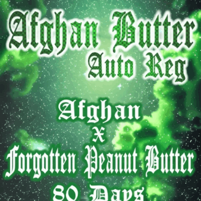 AFGHAN BUTTER | AEQUE GENETICS | AUTOFLOWER CANNABIS SEEDS REGULAR