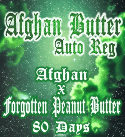 AFGHAN BUTTER | AEQUE GENETICS | AUTOFLOWER CANNABIS SEEDS REGULAR