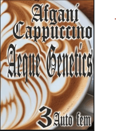AFGHAN CAPPUCCINO | AEQUE GENETICS | AUTOFLOWER CANNABIS SEEDS FEMALE