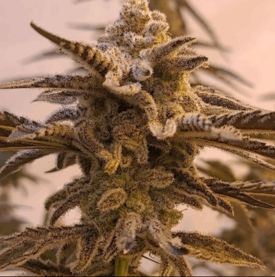 APPLELICIOUS | IN HOUSE GENETICS | PHOTOPERIOD CANNABIS SEEDS FEMALE