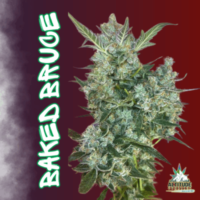 BAKED BRUCE | ALTITUDE GENETICS | AUTOFLOWER CANNABIS SEEDS FEMALE