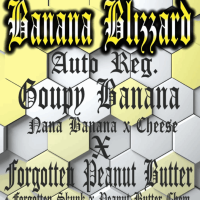 BANANA BLIZZARD | AEQUE GENETICS | AUTOFLOWER CANNABIS SEEDS REGULAR