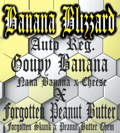 BANANA BLIZZARD | AEQUE GENETICS | AUTOFLOWER CANNABIS SEEDS REGULAR