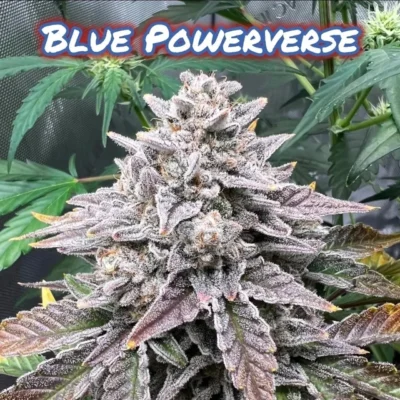 Blue Powerverse
