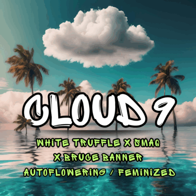 CLOUD 9 | ALTITUDE GENETICS | AUTOFLOWER CANNABIS SEEDS FEMALE