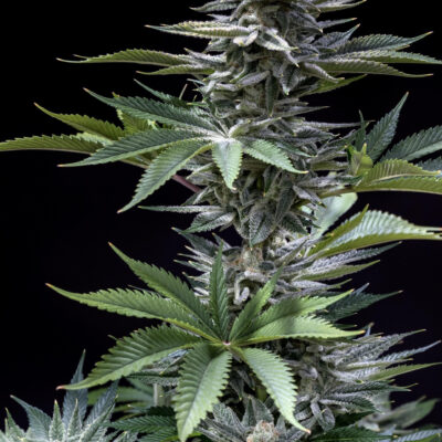 CHERNOBYL F2 | SUBCOOL SEEDS | PHOTOPERIOD CANNABIS SEEDS FEMALE
