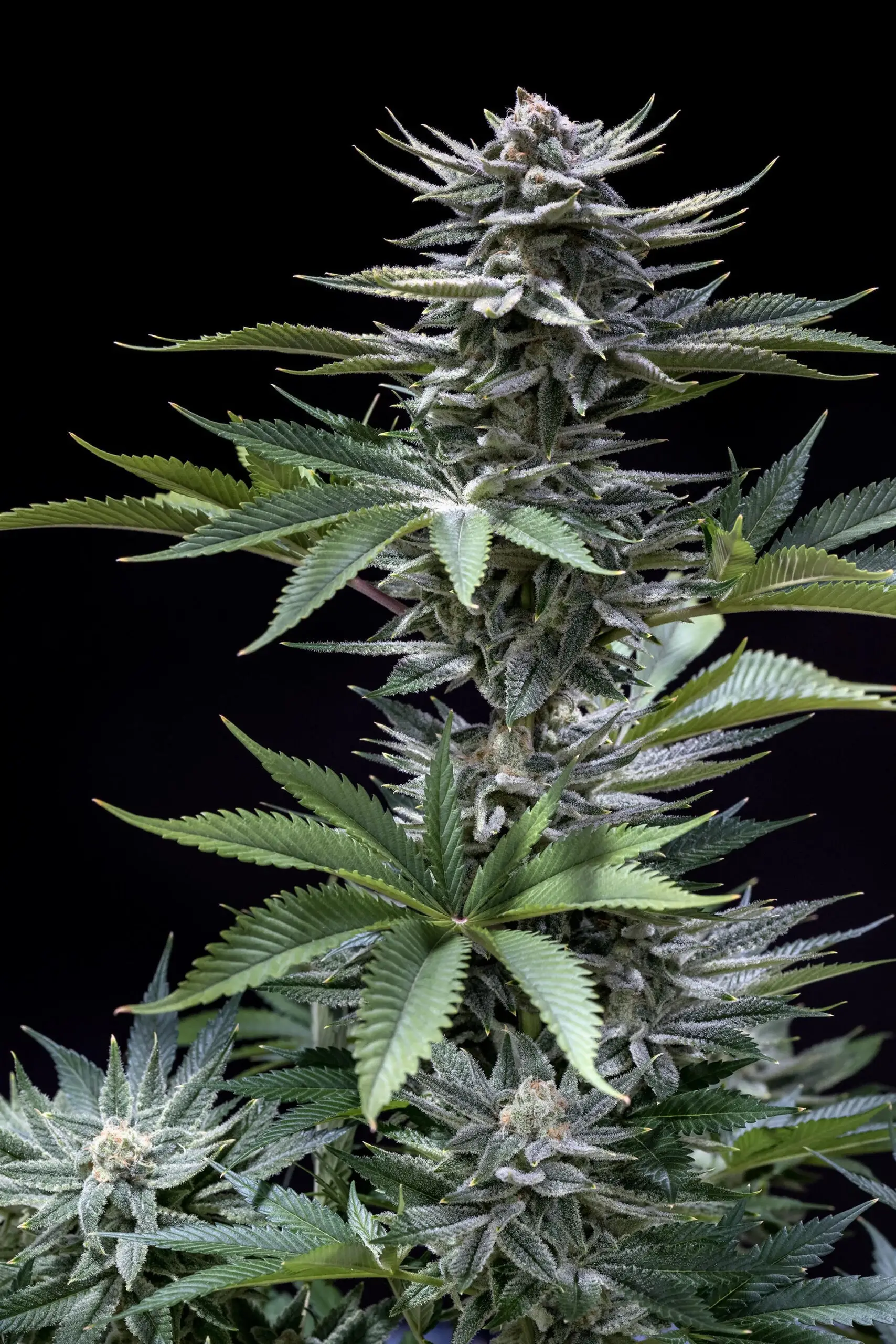CHERNOBYL F2 | SUBCOOL SEEDS | PHOTOPERIOD CANNABIS SEEDS FEMALE