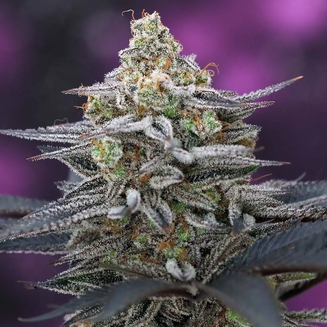 CHERRYGASM F2 | SUBCOOL SEEDS | PHOTOPERIOD CANNABIS SEEDS REGULAR