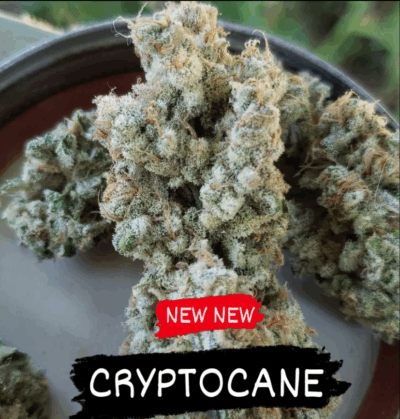 CRYPTOCANE | IN HOUSE GENETICS | PHOTOPERIOD CANNABIS SEEDS FEMALE
