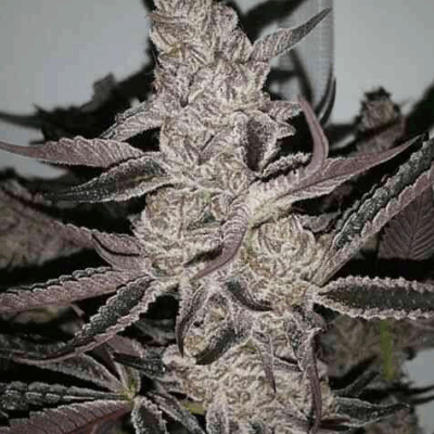 CRYSTAL COOKIES V2 | IN HOUSE GENETICS | PHOTOPERIOD CANNABIS SEEDS FEMALE