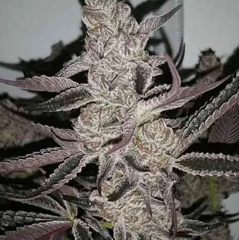 Crystal Cookies V2 IHG