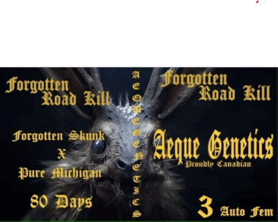 FORGOTTEN ROAD KILL | AEQUE GENETICS | AUTOFLOWER CANNABIS SEEDS FEMALE