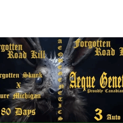 FORGOTTEN ROAD KILL | AEQUE GENETICS | AUTOFLOWER CANNABIS SEEDS FEMALE