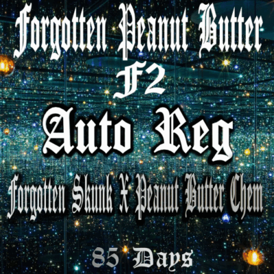 FORGOTTEN PEANUT BUTTER F2 | AEQUE GENETICS | AUTOFLOWER CANNABIS SEEDS REGULAR