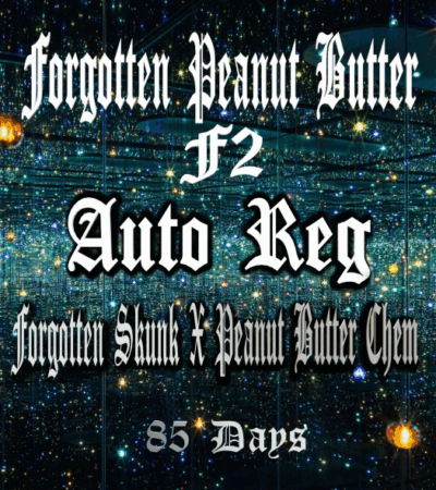 FORGOTTEN PEANUT BUTTER F2 | AEQUE GENETICS | AUTOFLOWER CANNABIS SEEDS REGULAR