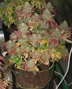 3x Gravity Glue | Multiverse Genetics | FEM Photoperiod Seeds
