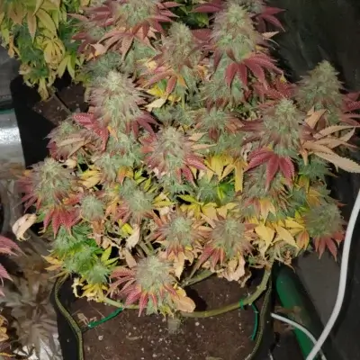 Gravity Glue | Multiverse Genetics | FEM Photoperiod Seeds