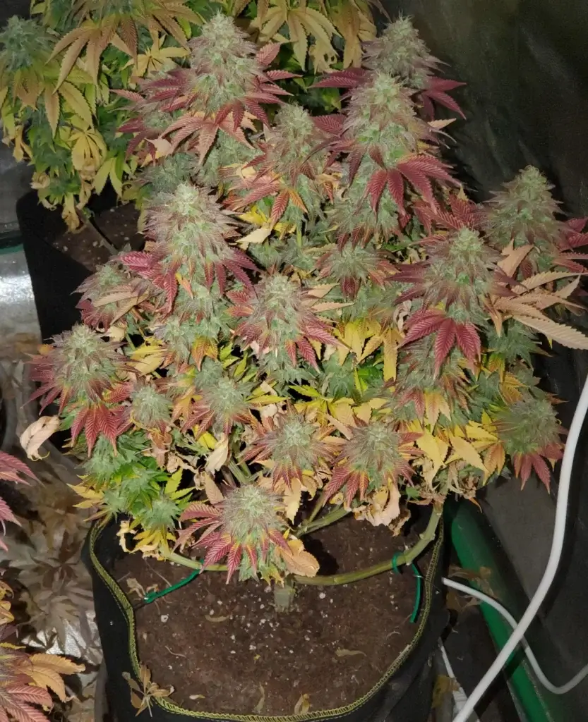 Gravity Glue | Multiverse Genetics | FEM Photoperiod Seeds