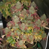 3x Gravity Glue | Multiverse Genetics | FEM Photoperiod Seeds
