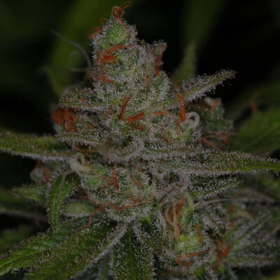 JACK SKELLINGTON F2 | SUBCOOL SEEDS | PHOTOPERIOD CANNABIS SEEDS REGULAR