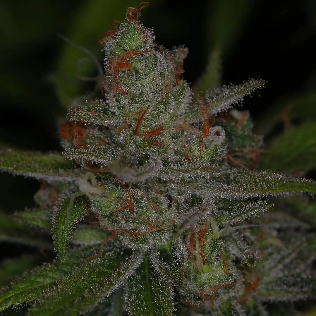 JACK SKELLINGTON F2 | SUBCOOL SEEDS | PHOTOPERIOD CANNABIS SEEDS REGULAR