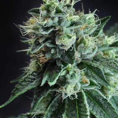 JESUS OG BX | SUBCOOL SEEDS | PHOTOPERIOD CANNABIS SEEDS REGULAR