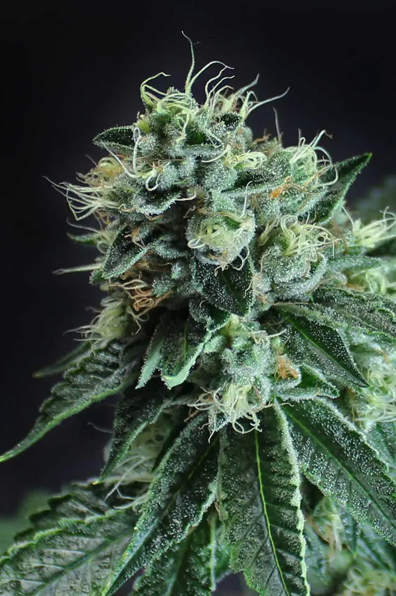 JESUS OG BX | SUBCOOL SEEDS | PHOTOPERIOD CANNABIS SEEDS REGULAR