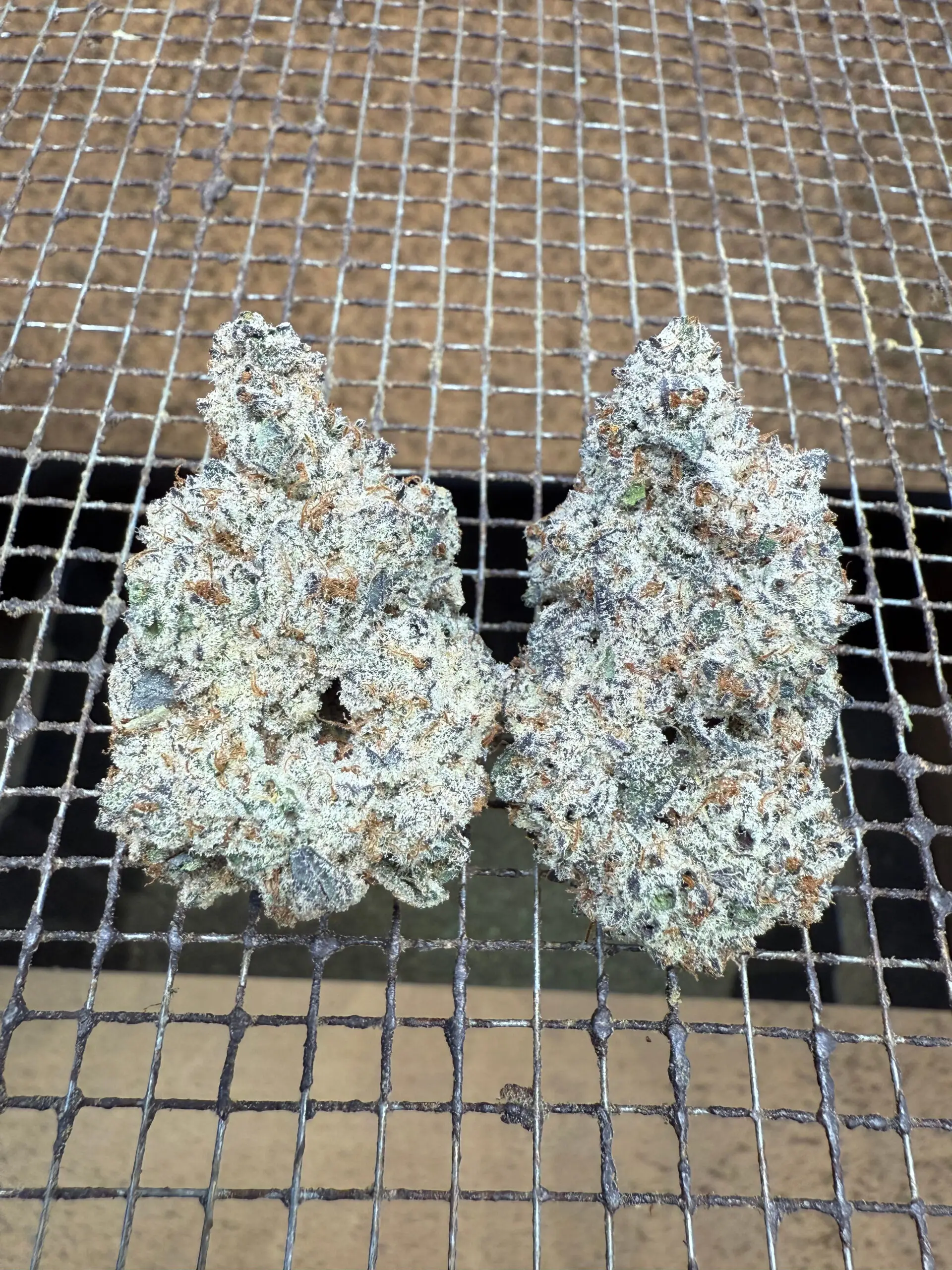 OREOZ | THCA FLOWER | THCA 32%