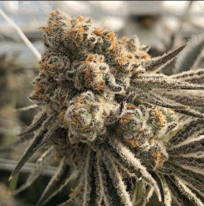 PLATINUM SCOUT V2 | IN HOUSE GENETICS | PHOTOPERIOD CANNABIS SEEDS FEMALE