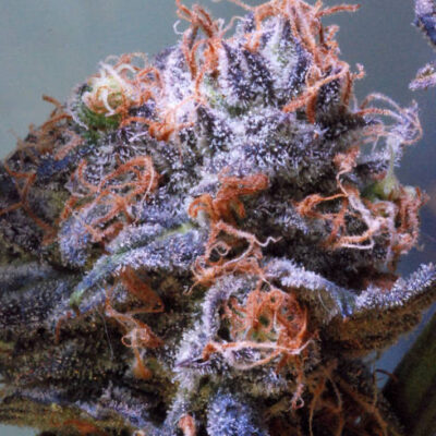 QUARKLE BX | SUBCOOL SEEDS | PHOTOPERIOD CANNABIS SEEDS REGULAR