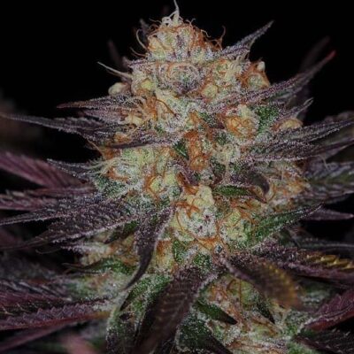 QUARKLE F2 | SUBCOOL SEEDS | PHOTOPERIOD CANNABIS SEEDS REGULAR