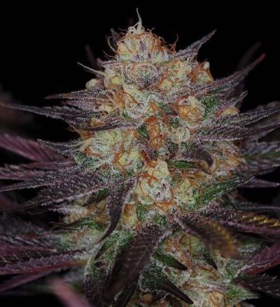 QUARKLE F2 | SUBCOOL SEEDS | PHOTOPERIOD CANNABIS SEEDS REGULAR