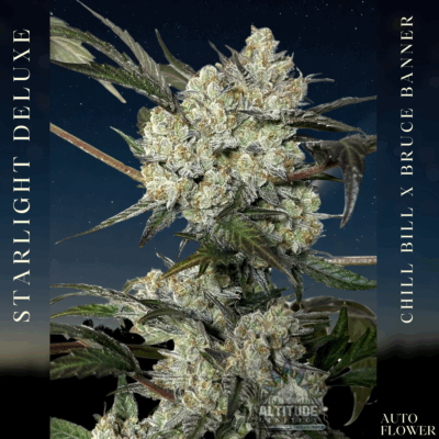 STARLIGHT DELUXE | ALTITUDE GENETICS | AUTOFLOWER CANNABIS SEEDS FEMALE