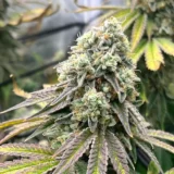 3x Silent Pulse | Multiverse Genetics | FEM Photoperiod Seeds