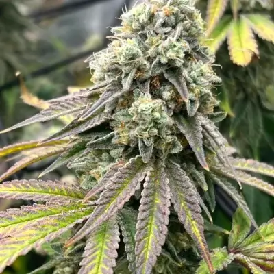 Silent Pulse | Multiverse Genetics | FEM Photoperiod Seeds