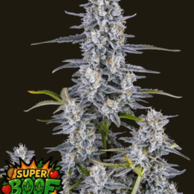 SUPER BOOF | FAST BUDS | AUTOFLOWER CANNABIS SEEDS FEMALE