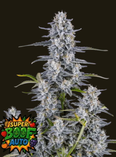 SUPER BOOF | FAST BUDS | AUTOFLOWER CANNABIS SEEDS FEMALE